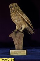 藏品(短耳鴞)的圖片